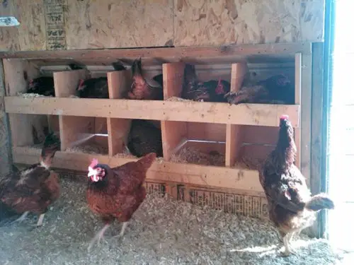 Large wooden community nesting bank for chickens