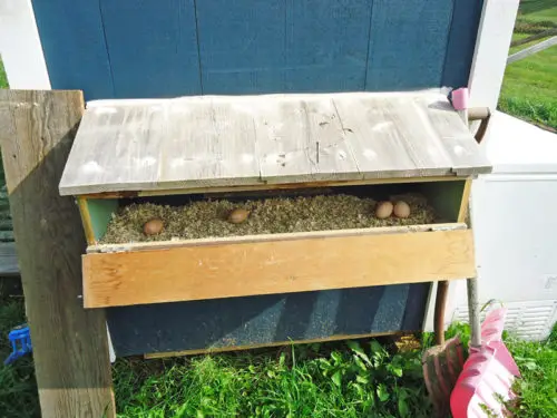 Outdoor roll out egg nesting box with three brown eggs