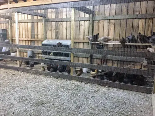 Outdoor covered chicken nesting and shelter area