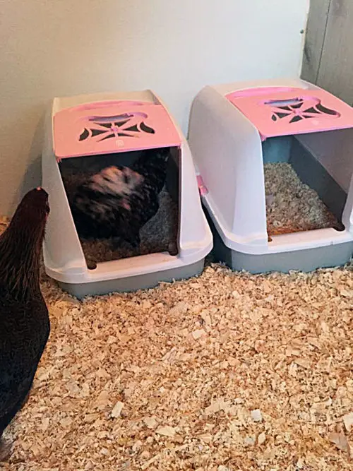 Plastic pet carriers repurposed as chicken nesting boxes