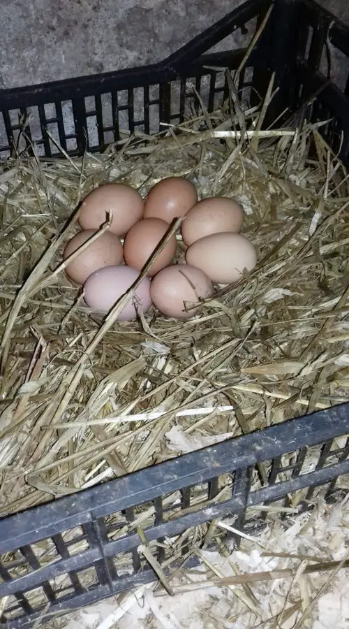 Black plastic crate filled with straw and chicken eggs