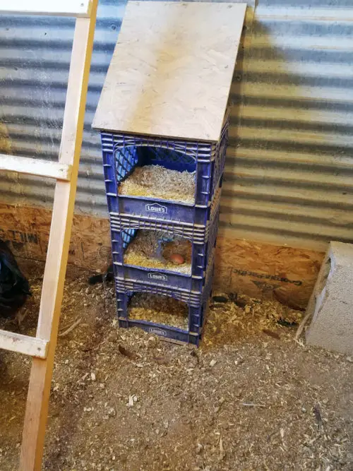 Blue plastic crates stacked as vertical chicken nesting boxes