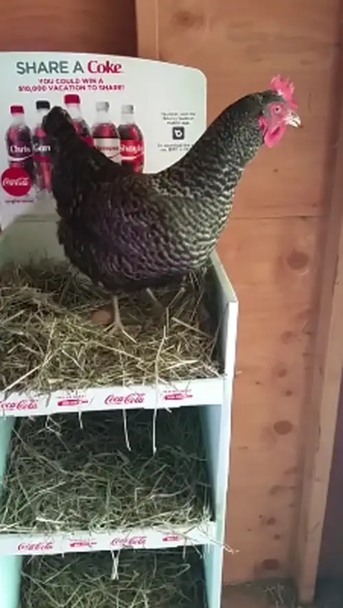 Repurposed display case used as a chicken nesting box