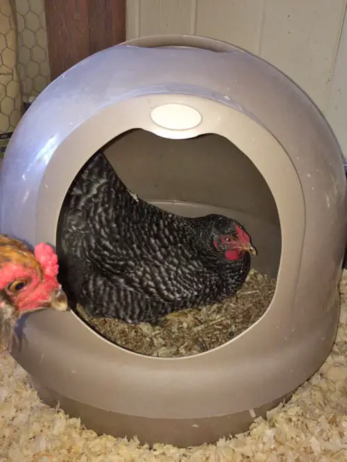 Gray dome shaped plastic chicken nest with a hen inside
