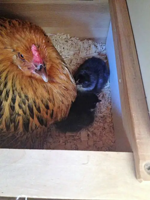 Broody golden brown hen sitting with two chicks in a nesting box