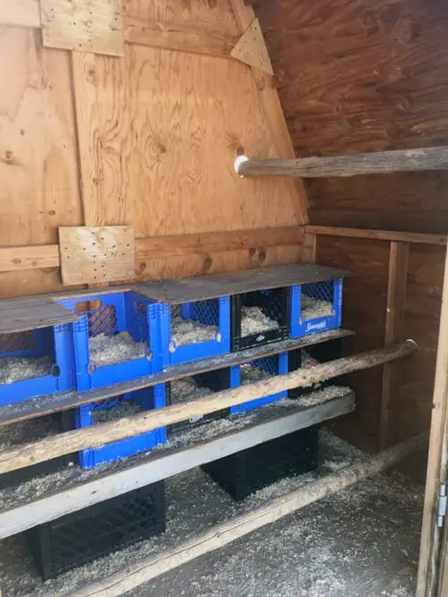 Blue and black crate multi level chicken nesting setup