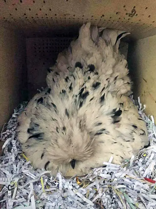 Fluffy cream colored hen resting in a shredded paper nest