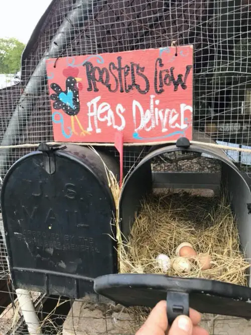 Black mailboxes repurposed as chicken nesting boxes
