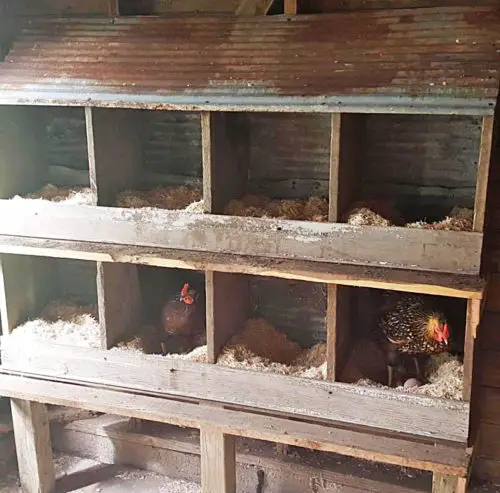 Large two tier wooden chicken nesting bank