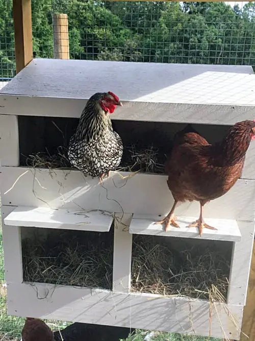 White elevated chicken coop nesting boxes with hens