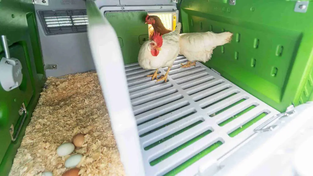 How to Build a Chicken Coop on Wheels: DIY Step by Step 6 How to Build a Chicken Coop on Wheels: DIY Step by Step 6