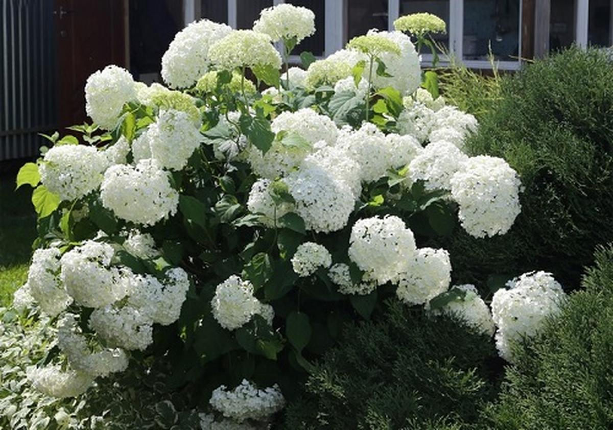 Standalone White Hydrangea Bush