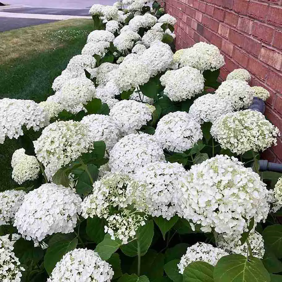 Brick Wall Flower Bed Border