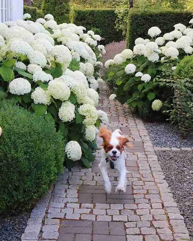 Cobblestone Pathway Accent