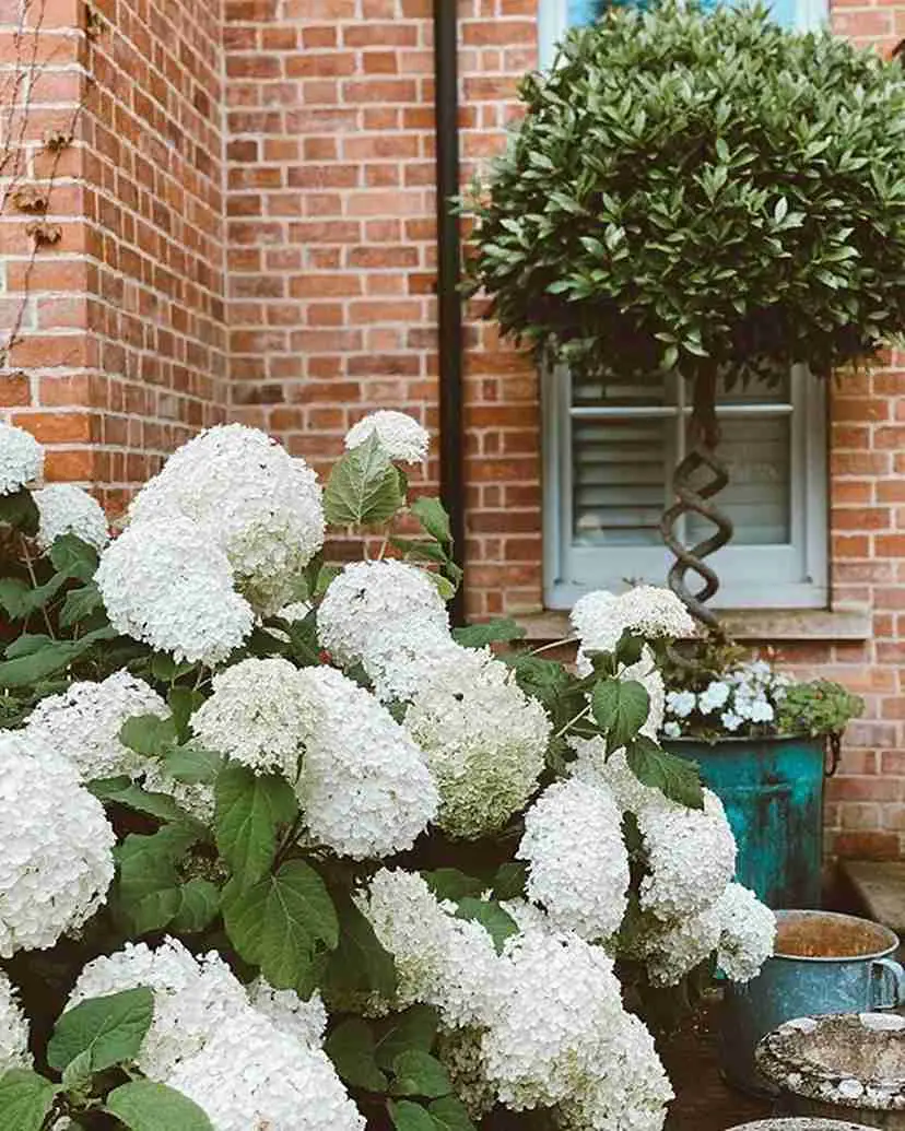 19 Annabelle Hydrangea Landscaping Ideas for a Beautiful Garden 1