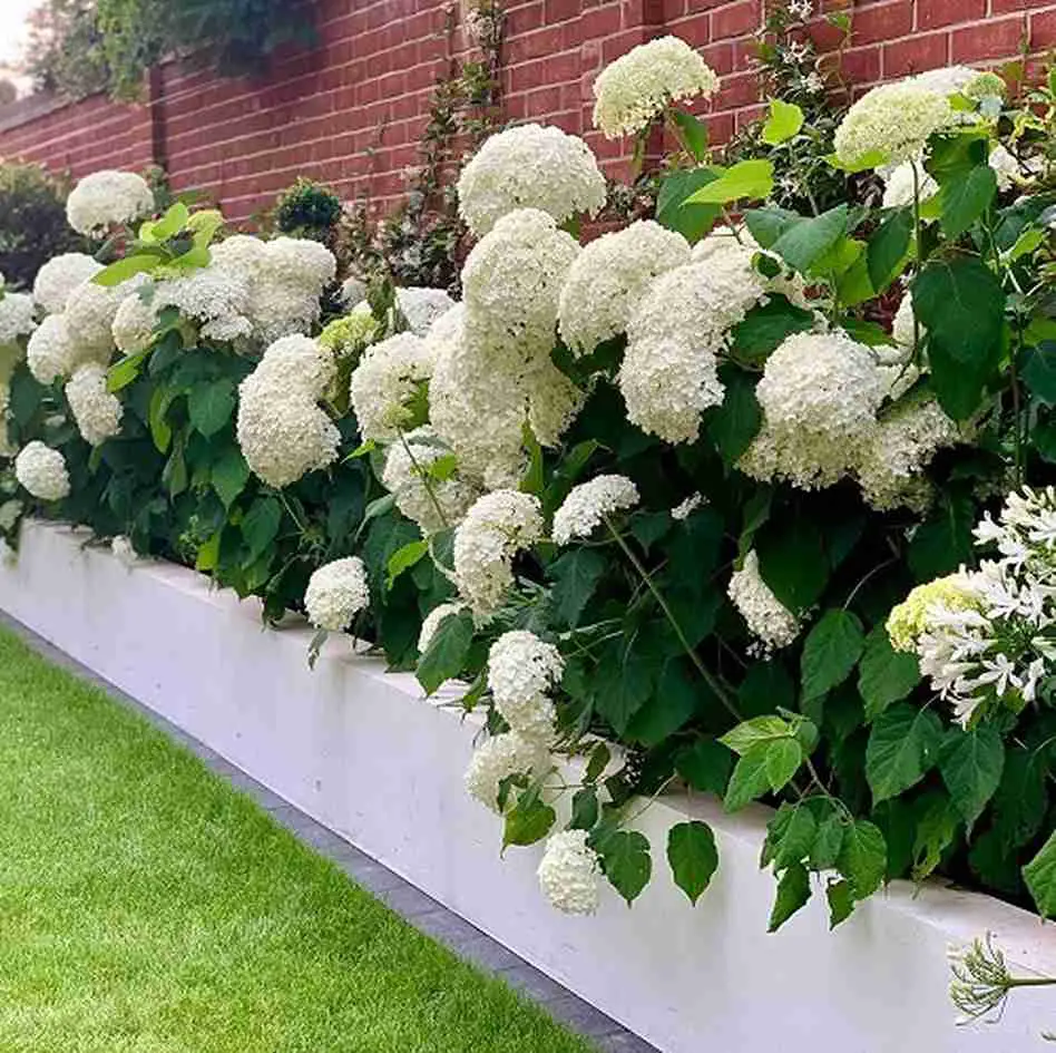 Modern White Raised Planter