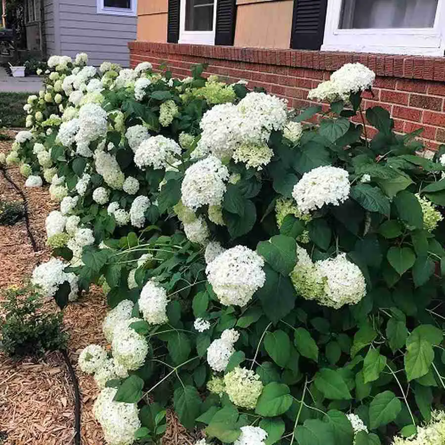 Mulched Foundation Flower Bed
