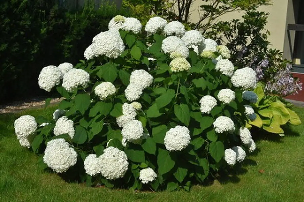 Round Lawn Accent Shrub