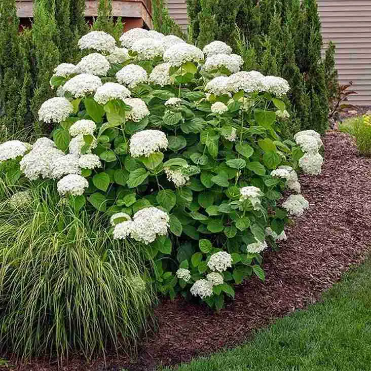 Mixed Shrub Border with Ornamental Grass