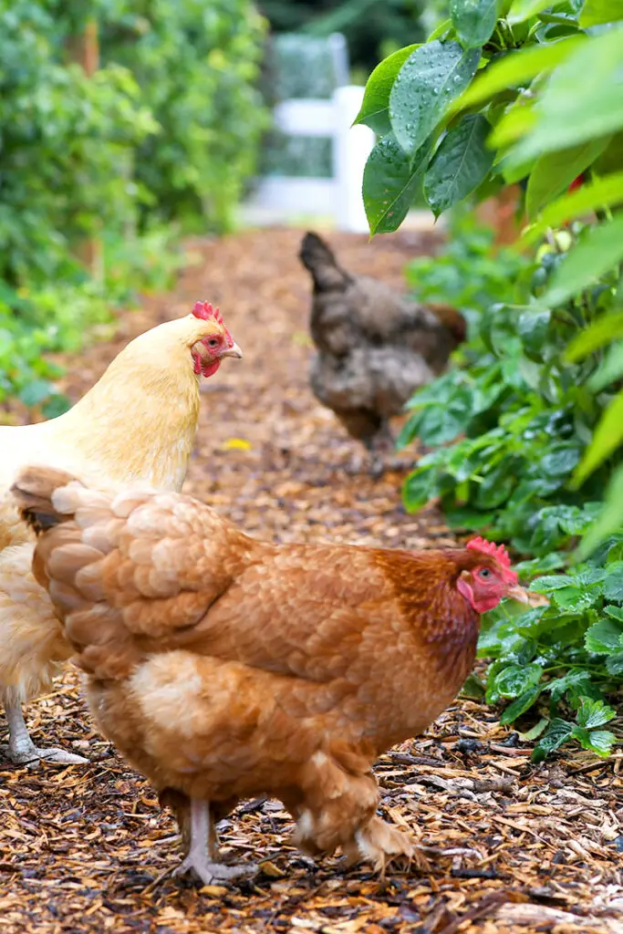 31+ Plants for Chicken Run Ideas to Create a Greener Coop 1