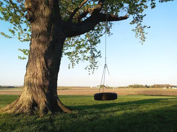 31 DIY Tire Projects That Give Old Tires a Creative New Life 8 DIY Classic Tree Swing