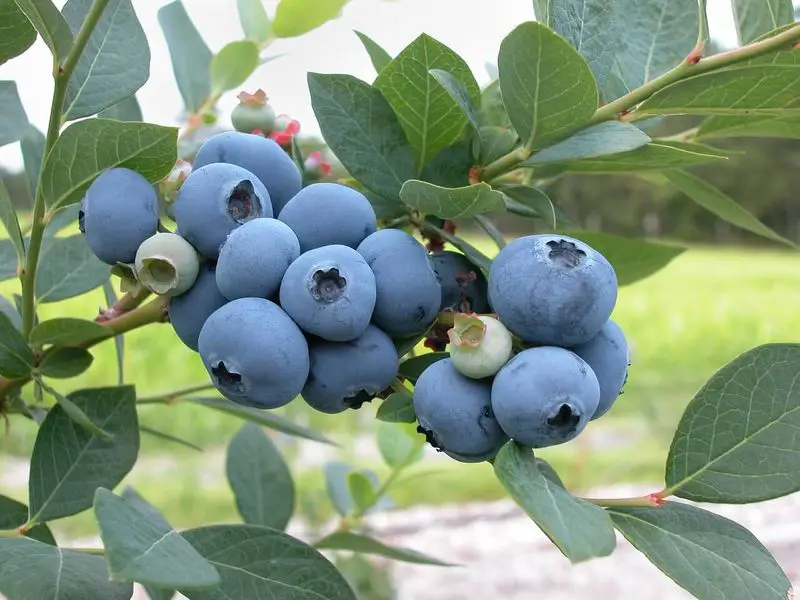 Fresh Ripening Blueberries on the Vine