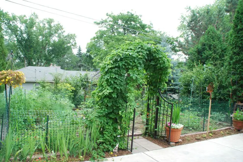 Arched Garden Trellis Covered in Vines