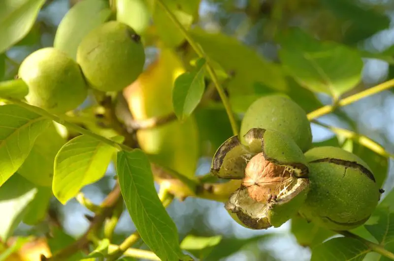 Fresh Walnuts Splitting on the Branch