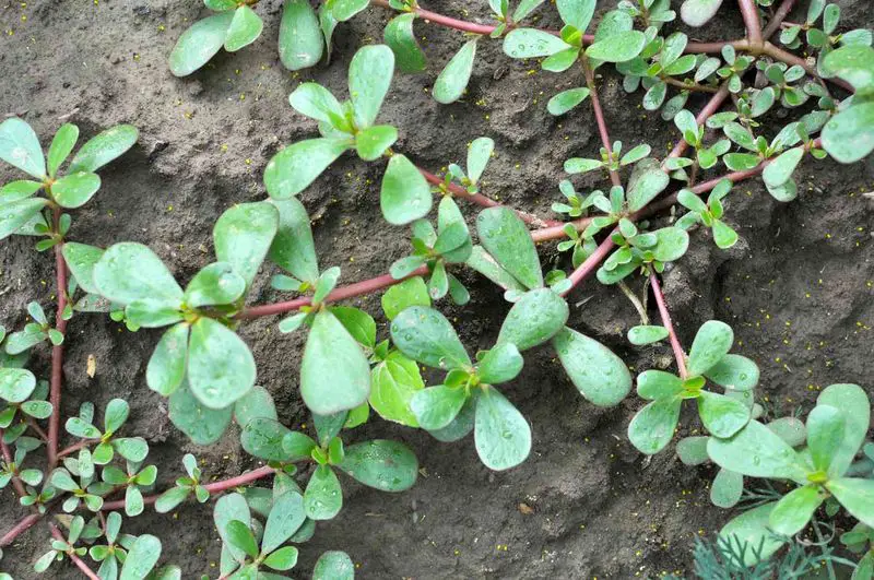 Purslane Spreading Ground Cover