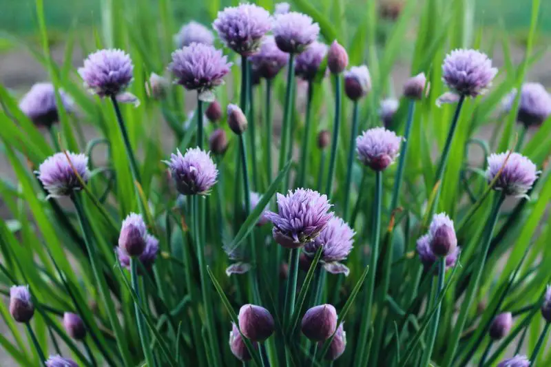Blooming Purple Chive Flowers
