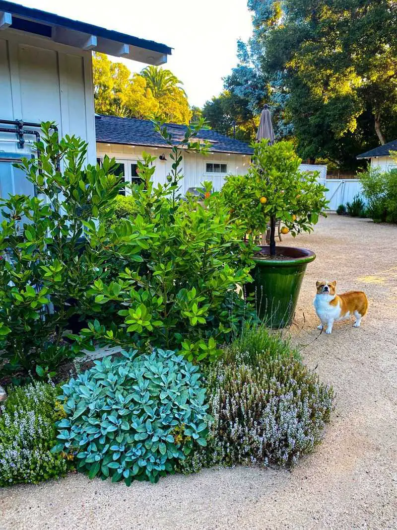 21 Edible Landscaping Ideas for a Beautiful and Productive Yard 1