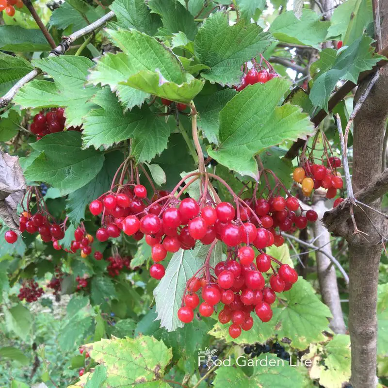 Cranberry Bush with Bright Red Berries