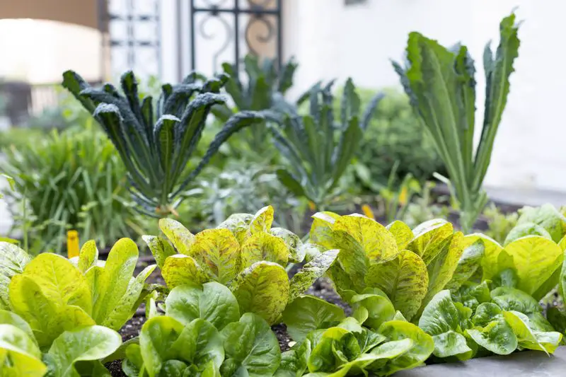 Crisp Lettuce and Tall Kale Beds