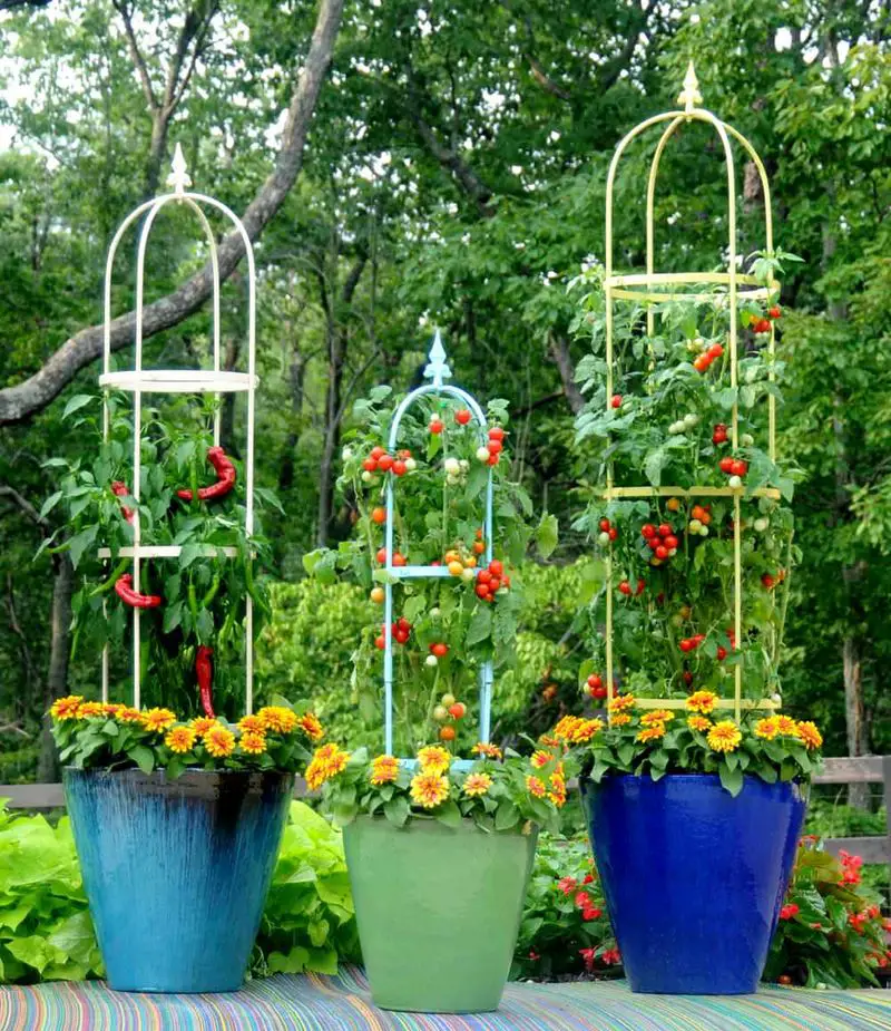 Potted Vegetables with Decorative Trellises