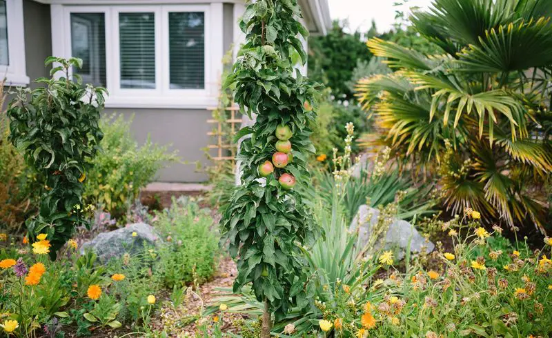 Columnar Apple Tree in Flower Bed