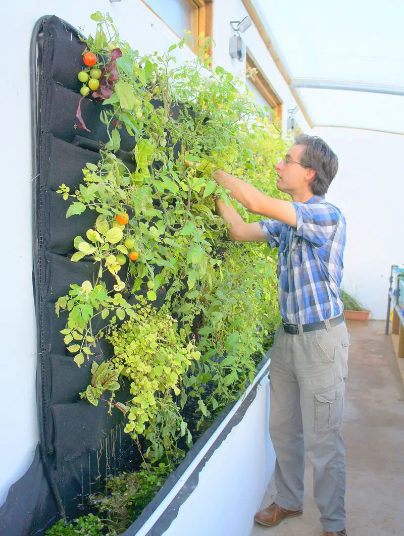 Vertical Wall Planter for Herbs and Tomatoes