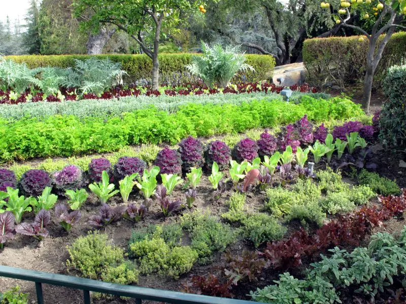 Symmetrical Vegetable Beds with Colorful Greens