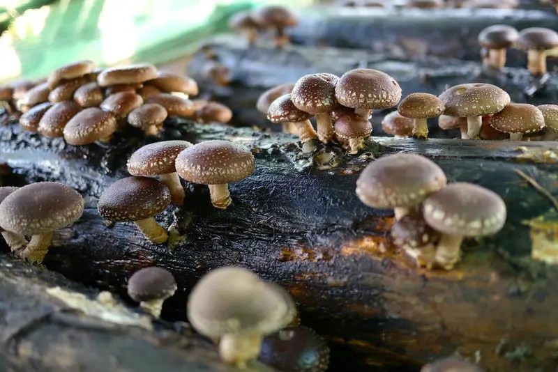 Shiitake Mushrooms Growing on Wet Logs