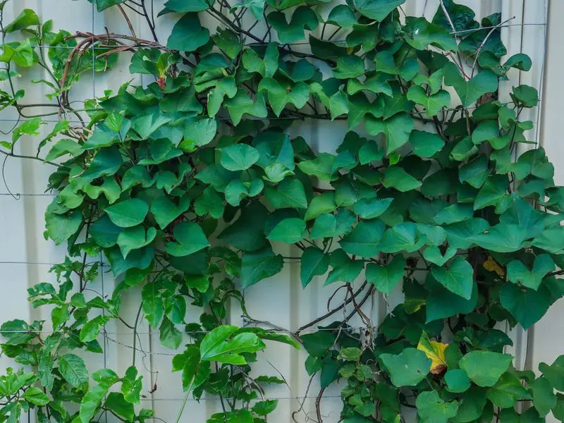 Climbing Vines Trained on Wire Trellis