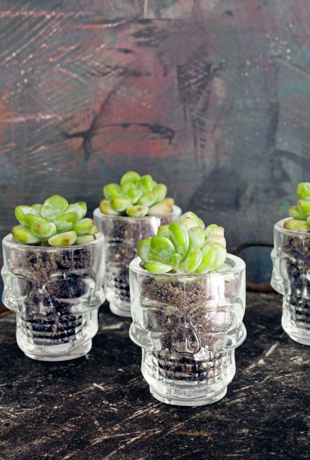 Skull Glass Succulent Planters