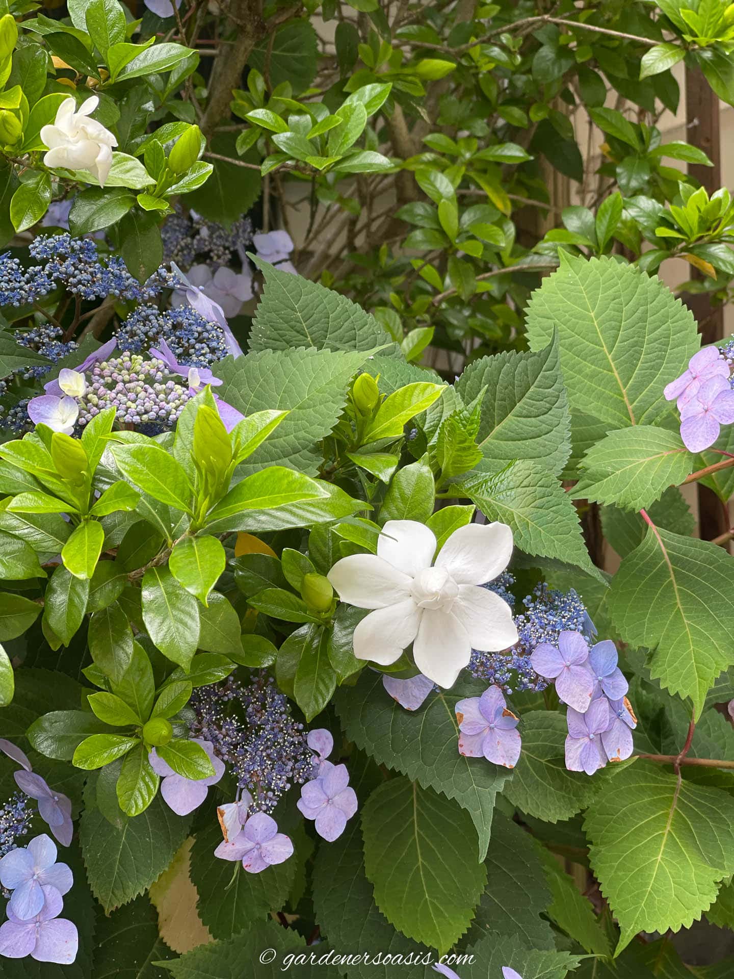 21 Hydrangea Companion Plants That Look Beautiful Together 17 Gardenia