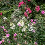 Why Aren't My Hydrangeas Blooming? 8