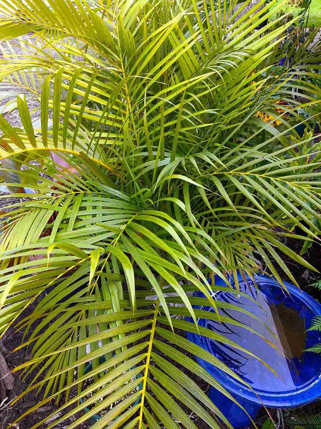 21 Tropical Garden Plants to Create a Lush Backyard Escape 2 Areca Palm