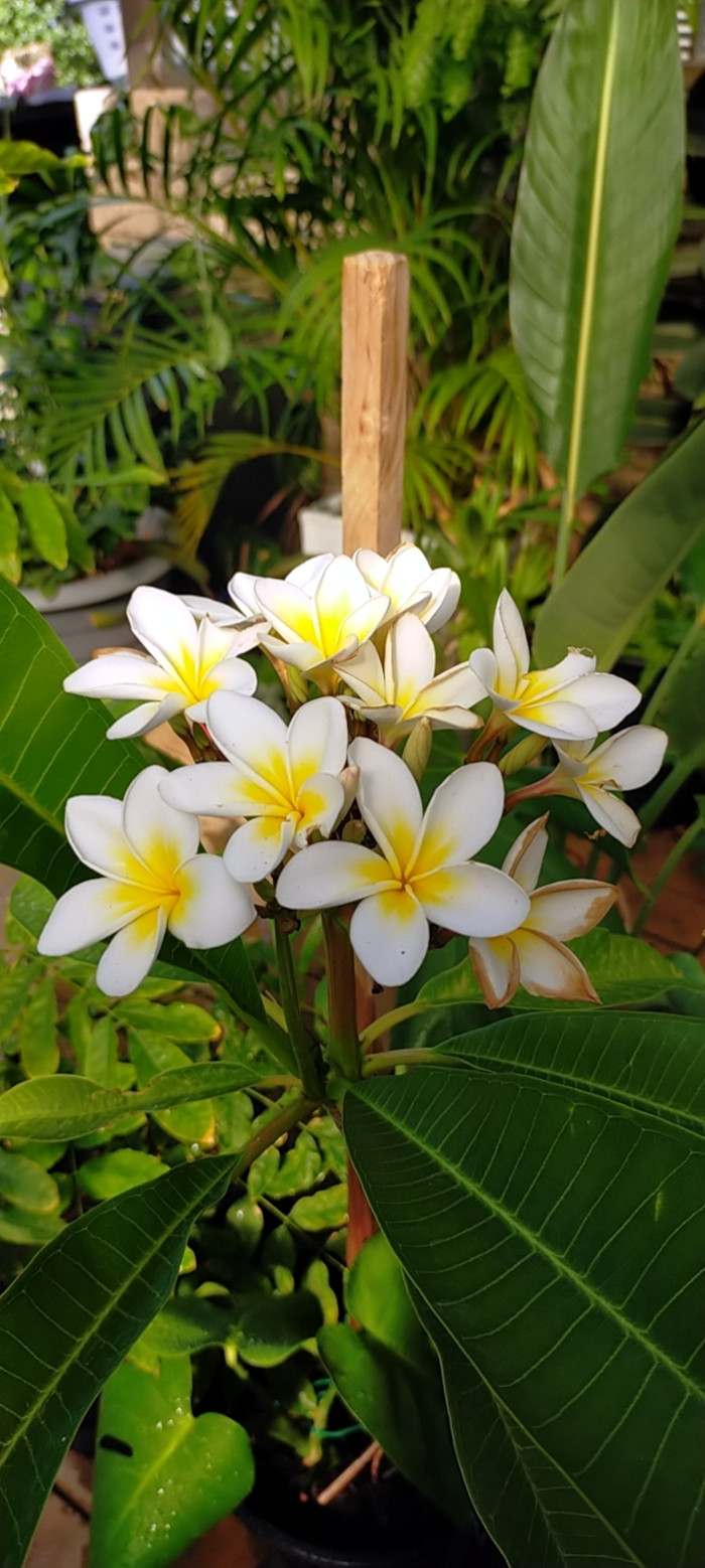 21 Tropical Garden Plants to Create a Lush Backyard Escape 3 Plumeria (Frangipani)