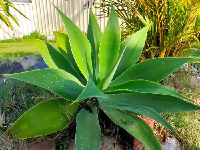 21 Tropical Garden Plants to Create a Lush Backyard Escape 4 Agave Attenuata (Foxtail Agave)