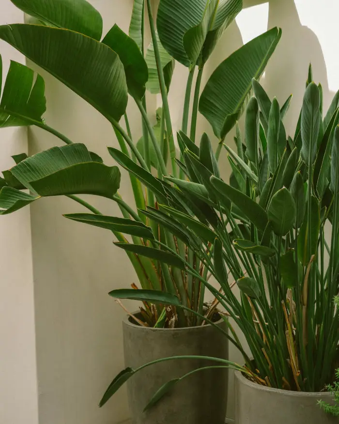 21 Tropical Garden Plants to Create a Lush Backyard Escape 5 Bird of Paradise (Strelitzia)
