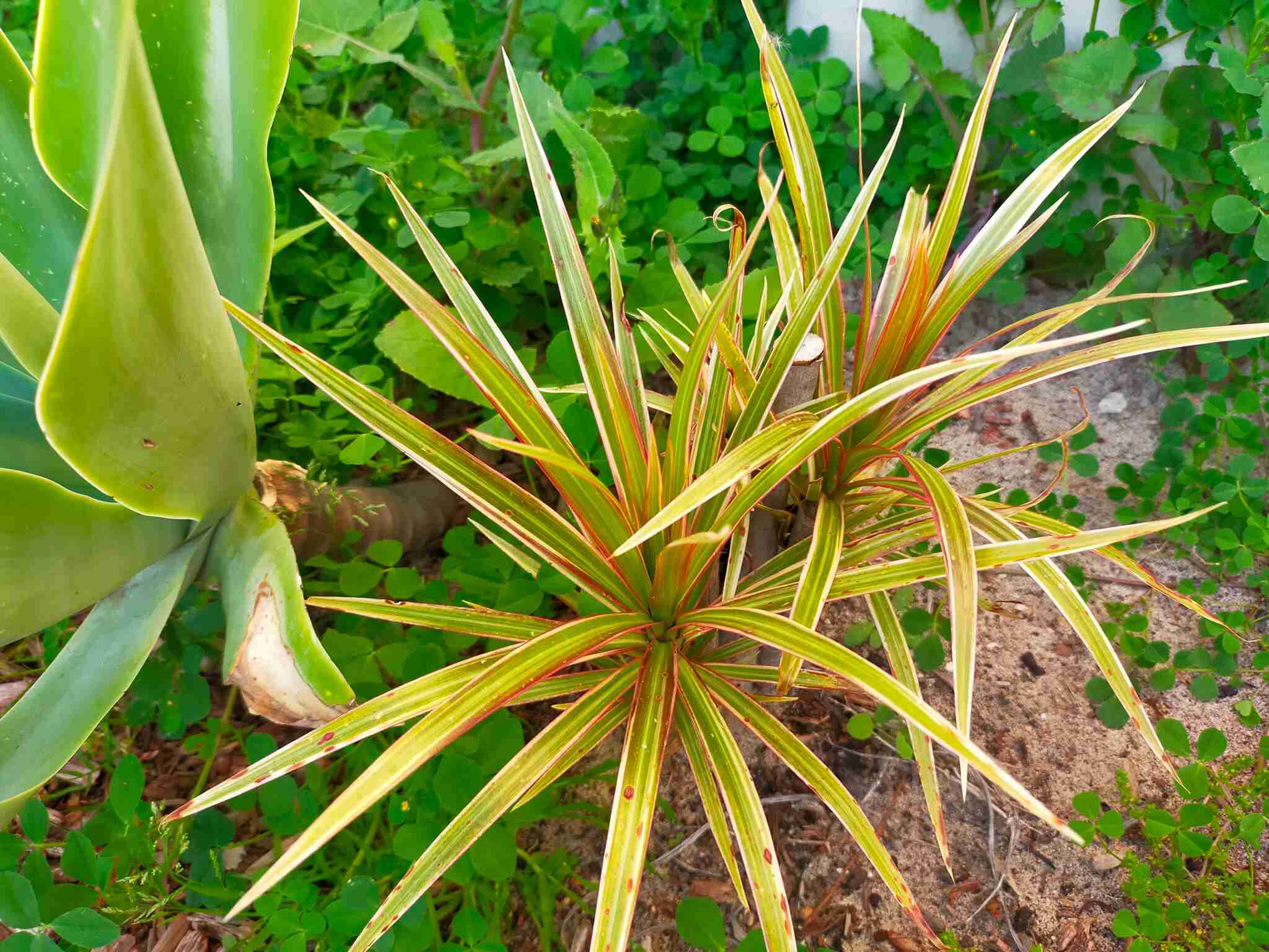 21 Tropical Garden Plants to Create a Lush Backyard Escape 6 Red-Edged Dracaena (Dragon Tree)
