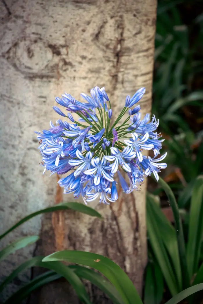 21 Tropical Garden Plants to Create a Lush Backyard Escape 7 Agapanthus (Lily of the Nile)