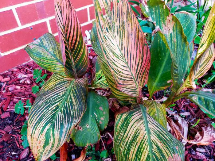 21 Tropical Garden Plants to Create a Lush Backyard Escape 8 Canna Lily