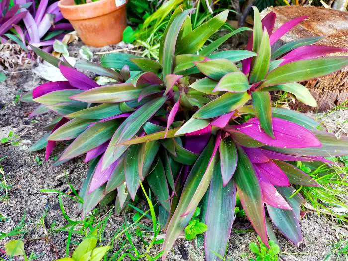 21 Tropical Garden Plants to Create a Lush Backyard Escape 9 Oyster Plant (Tradescantia Spathacea)